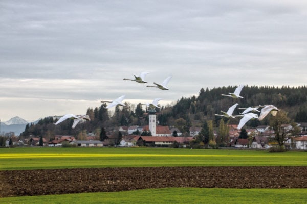 Blick auf Biessenhofen