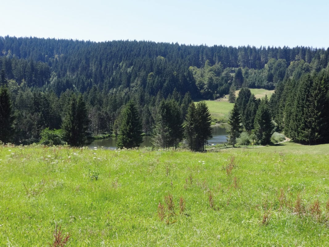 Buchenberg Eschacher Weiher