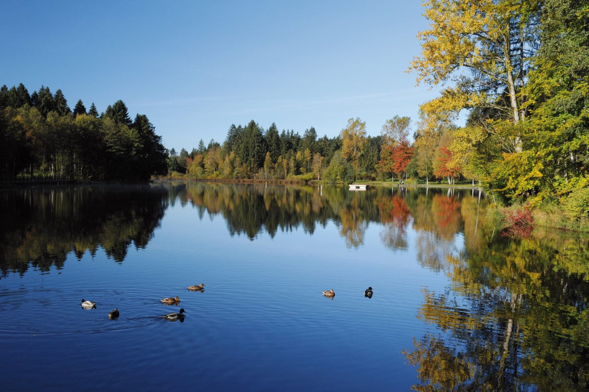 Lindenberg im Allgäu Waldsee