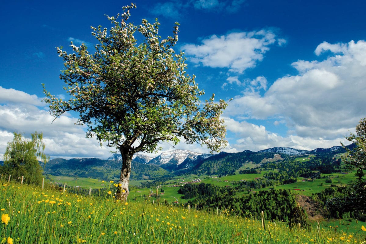 Oberstaufen Frühlingserwachen